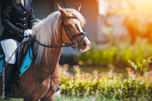 A beautiful pony, dressed in sports gear, with a rider in the saddle, stands next to a flowery meadow, illuminated by sunlight.