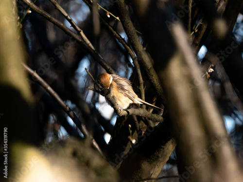 Bull-headed shrike in Japanese orchard 4 photo