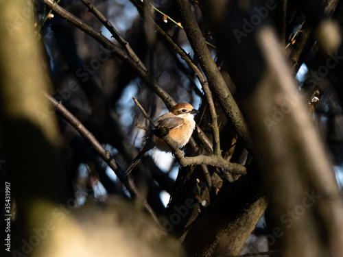 Bull-headed shrike in Japanese orchard 7 photo