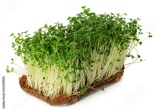 Micro green sprouts of watercress salad isolated on white