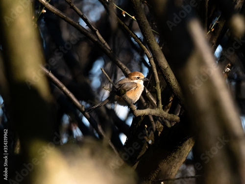 Bull-headed shrike in Japanese orchard 9 photo