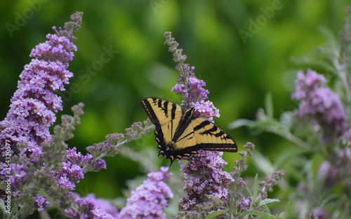 Buddleia (Butterfly Bush) in bloom with a Swallowtail butterfly perched on it. photo