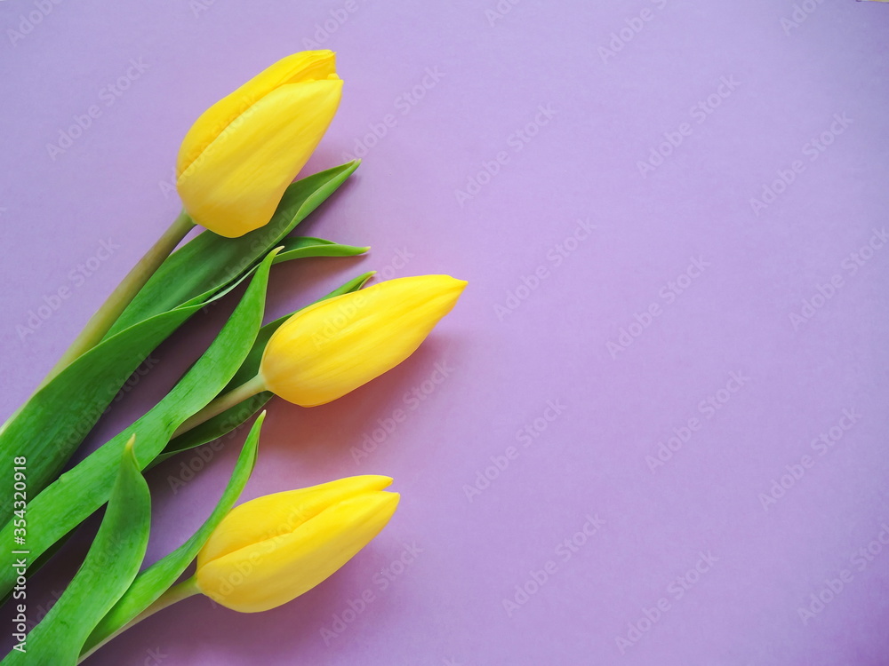 Obraz premium bouquet of yellow tulips on violet background