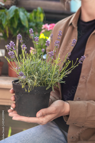 Lavender in a flowerpot is held by a woman in a flower shop.