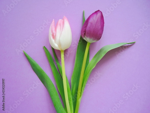 Couple of tulips on violet background