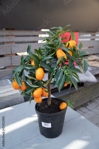 Calamondin with fruit on a gray table in a flower shop. Flower delivery. Flower sales. Flower market. Retail sale of flowers