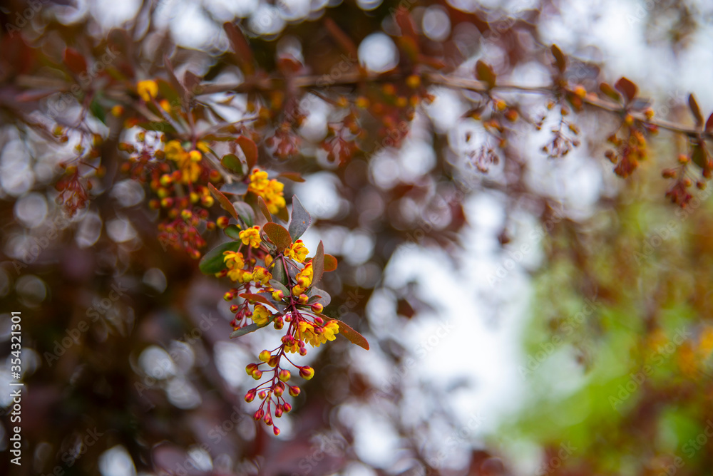 A branch of the flowering European barberry . A branch of the flowering European barberry .