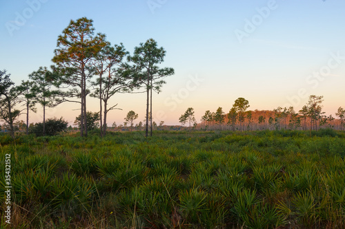 Sunrise at Three Lakes Wildlife Management Area south of Orlando, Florida. This rare ecosystem is home to threatened species such as the Longleaf Pine, Saw Palmetto, and the Red Cockaded Woodpecker. photo