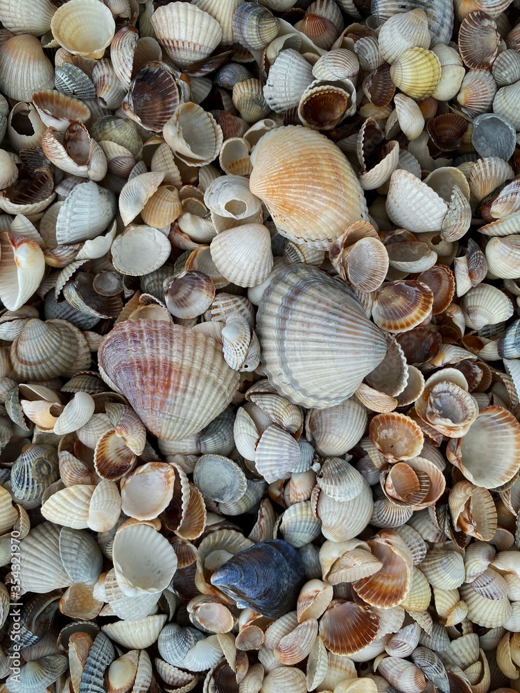 seashells on the beach