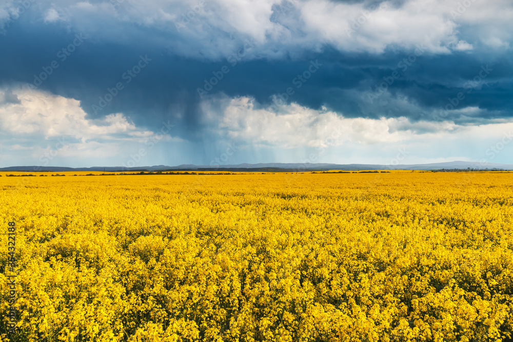 Obraz premium Dramatic storm clouds with rain over yellow rapeseed fields. Landscape photography