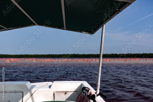 Wild Flamingos/Flamingo Flock standing in the river at Celestun, Rio Lagartos Biosphere Reserve, Yucatan, Mexico (popular travel destination, maybe after the Corona crisis) - look from a tourist boat 