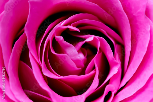ピンクのバラの花びら
