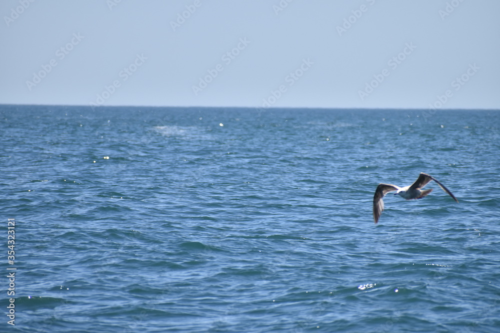 Fototapeta premium seagull taking flight from the ocean