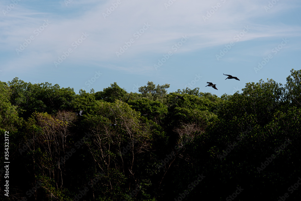 Silhouette of Pelicans flying over the Mexican jungle at Celestun, „Rio Lagartos Biosphere Reserve“, Yucatan, Mexico