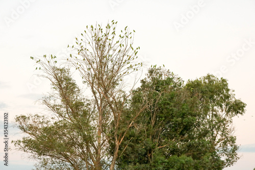 Papagaios em   rvore do Pantanal. Brasil