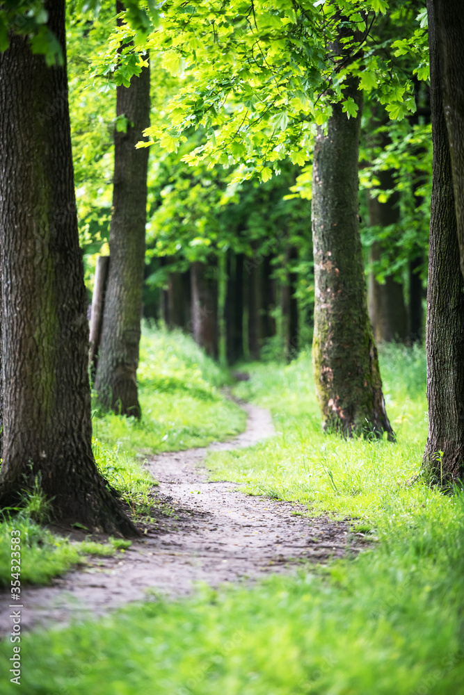 Naklejka premium Ścieżka w wiosennym parku. Pnie drzew w zielonej trawie w alei dębowej