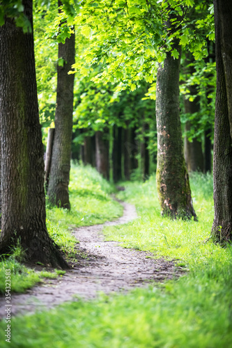 Path in the spring park. Tree trunks in green grass in an oak alley