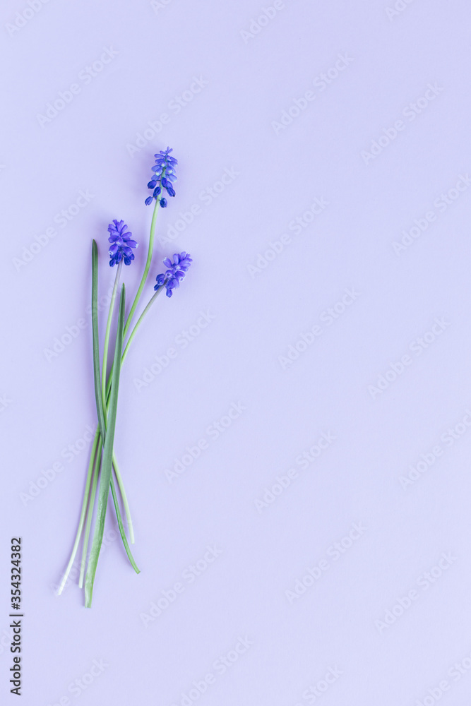 Obraz premium Beautiful Muscari flowers on a pastel violet background.