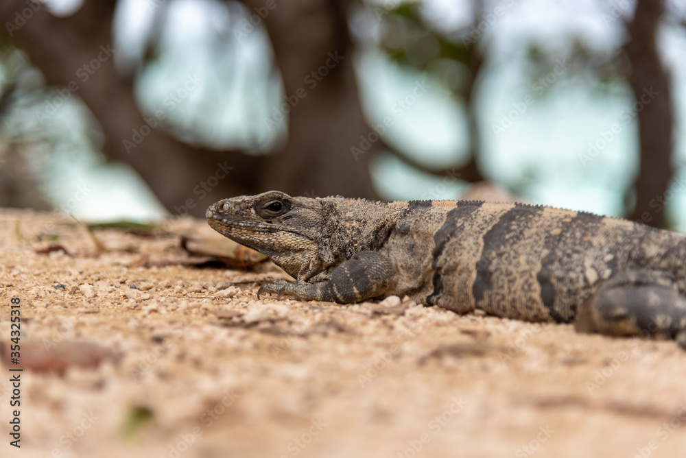 Iguana sits on a stone floor and relaxes under the Mexican sun near the beach (turquoise water in the background - popular travel destination, maybe after the Corona crisis) - Tulum, Mexico
Iguana sits on a stone floor and relaxes under the Mexican sun near the beach (turquoise water in the background - popular travel destination, maybe after the Corona crisis) - Tulum, Mexico