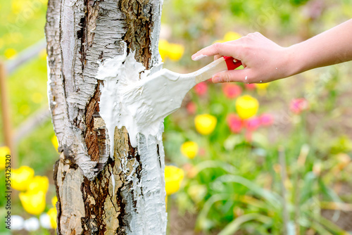 whitewashing of a young apple tree in early spring on a sunny day. protect it from insects and fungal diseases. farmer gardener's hand covers the whitewashed trunk of a young apple tree.
