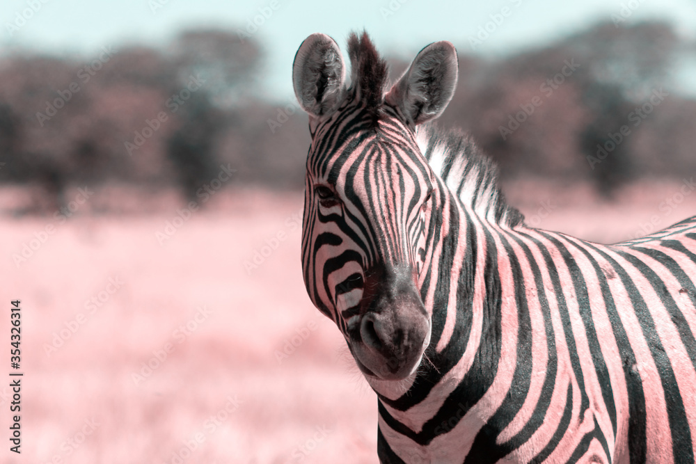 Fototapeta premium Wild african animals. African Mountain Zebra standing in grassland. Etosha National Park.