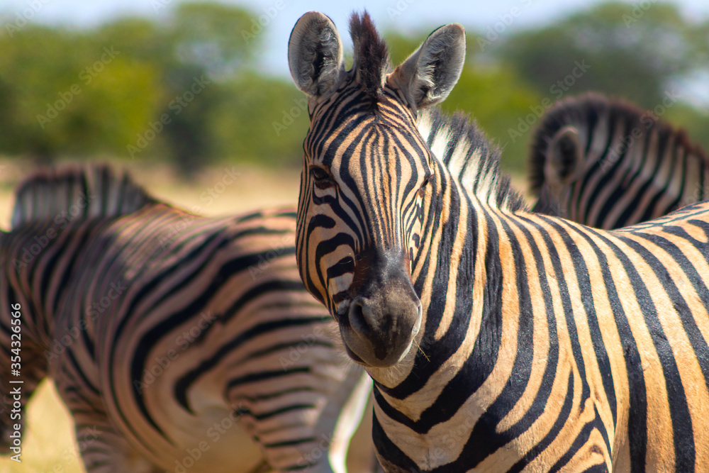 Wild african animals. African Mountain Zebra standing in grassland. Etosha National Park. Wild african animals. African Mountain Zebra standing in grassland. Etosha National Park.