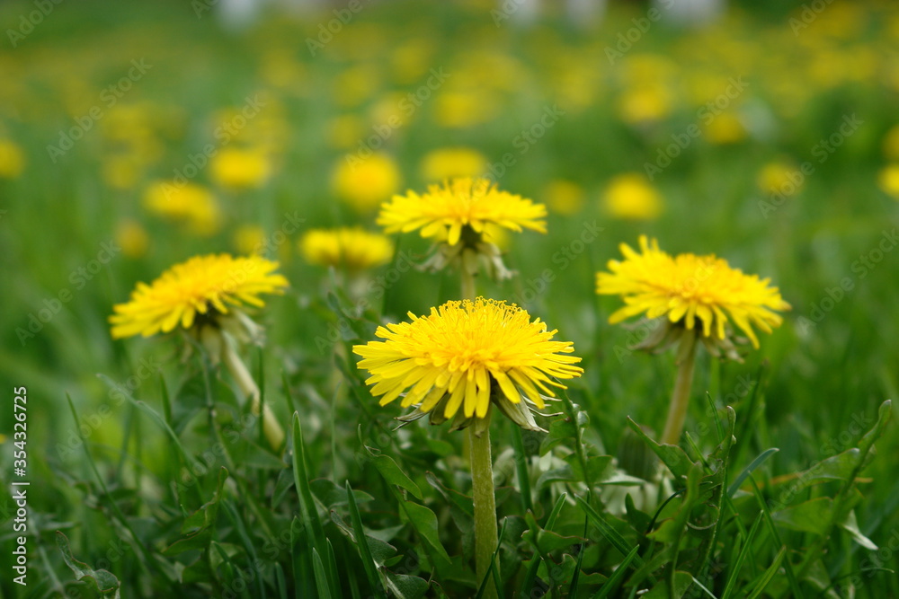 yellow dandelions on green grass yellow dandelions on green grass