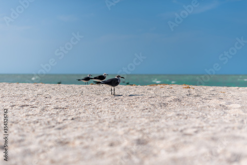 Seagulls stand on a mexican sandy beach and enjoy the hot sun (in the background you can see turquoise crystal clear sea water of the gulf of mexico) - Celestun Beach, Mexico