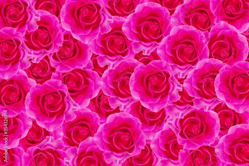 pink rose blossom as background