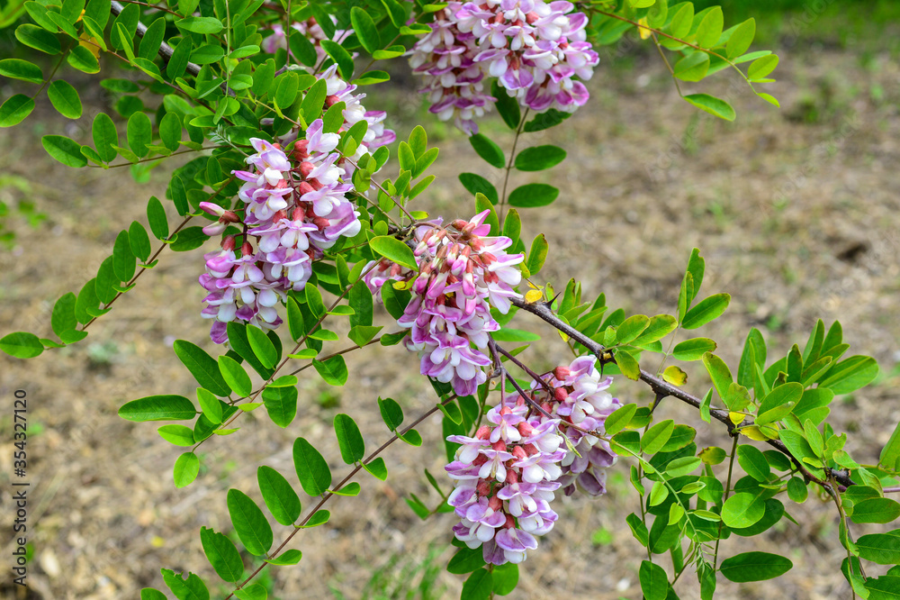 Beautiful vibrant purple colors of acacia blossom in the spring botanical garden. Sunny spring day Beautiful vibrant purple colors of acacia blossom in the spring botanical garden. Sunny spring day