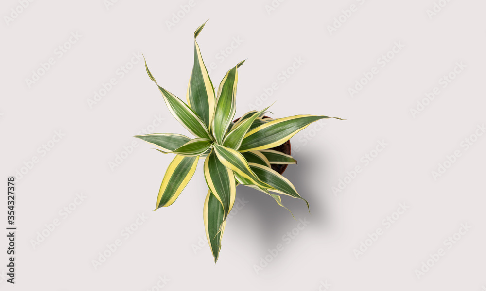 Plant on a white background
