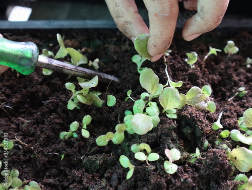 Gardeners' hands carefully grasp salad saplings in a black nursery tray so the saplings are strong and growing ready for planting in the soil.