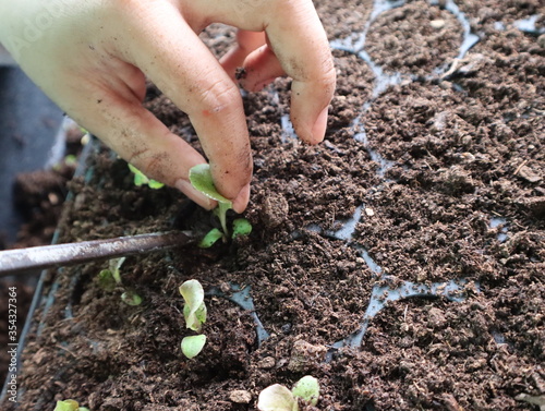 Foto Gardeners' hands carefully grasp salad saplings in a black nursery tray so the saplings are strong and growing ready for planting in the soil