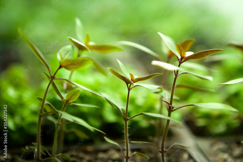 Fototapeta premium Seed Starting Indoors Growing Under Fluorescent Lights Flowers Vegetables Herbs