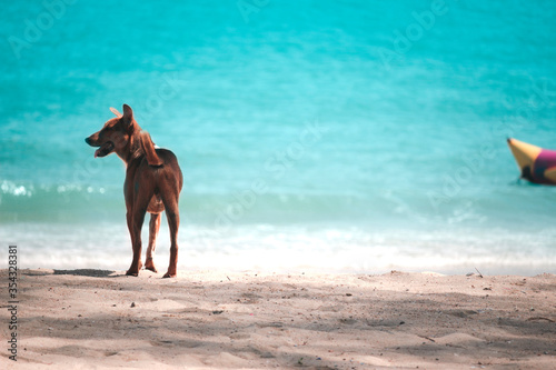Happy summer holiday vacation  a dog on tropical island beach with blue sea  resting and spending time to relexation