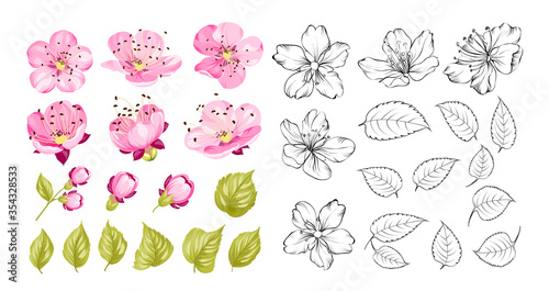 Collection of cherry flowers, set. Cherry blossom bundle. Black flowers of prunus isolated over white. Flowers contours collection.