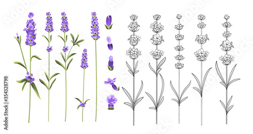 Set of lavender flowers elements.