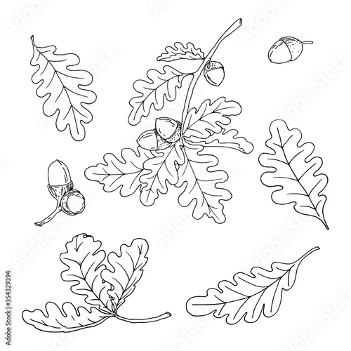 set of elements, oak, leaves, branches, acorns, black and white drawing, sketch, vector illustration