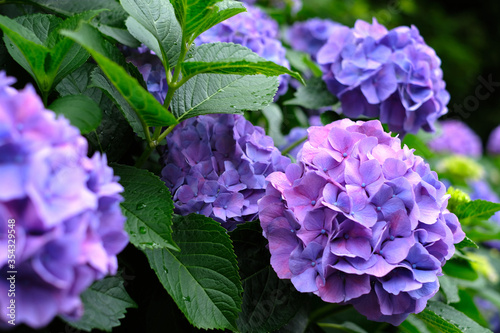 日本の東京都王子の飛鳥山で咲く 梅雨の時期の水滴がつく紫陽花の紫色の花