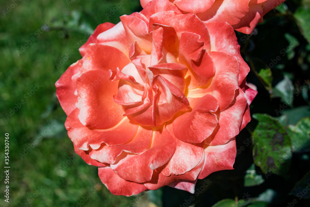 Spring roses in the park Spring roses in the park