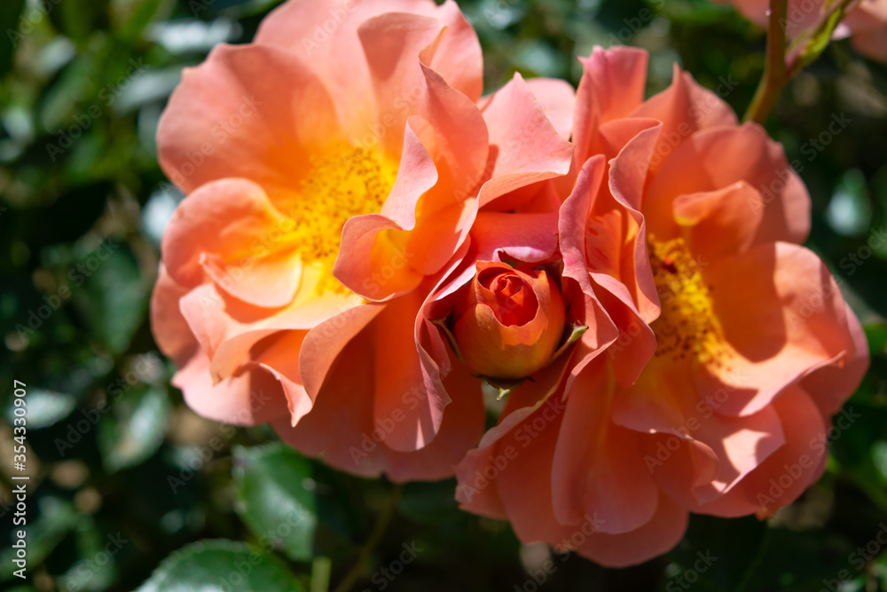 Spring roses in the park Spring roses in the park