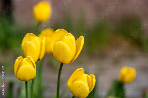a group of yellow tulips in the garden. the background is out of focus. copy space