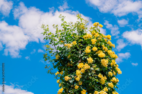 yellow roses and blue sky