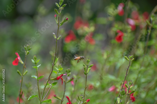 Red flowers of a Salvia 'Hot Lips' plant with a honey bee in flight