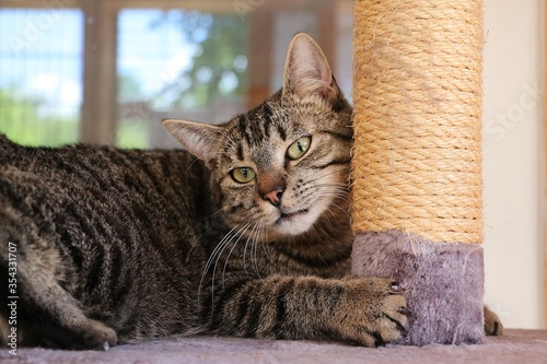 beautiful cat is lying on a scratching post photo