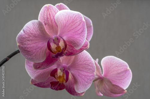Pink orchid with blood vessels.