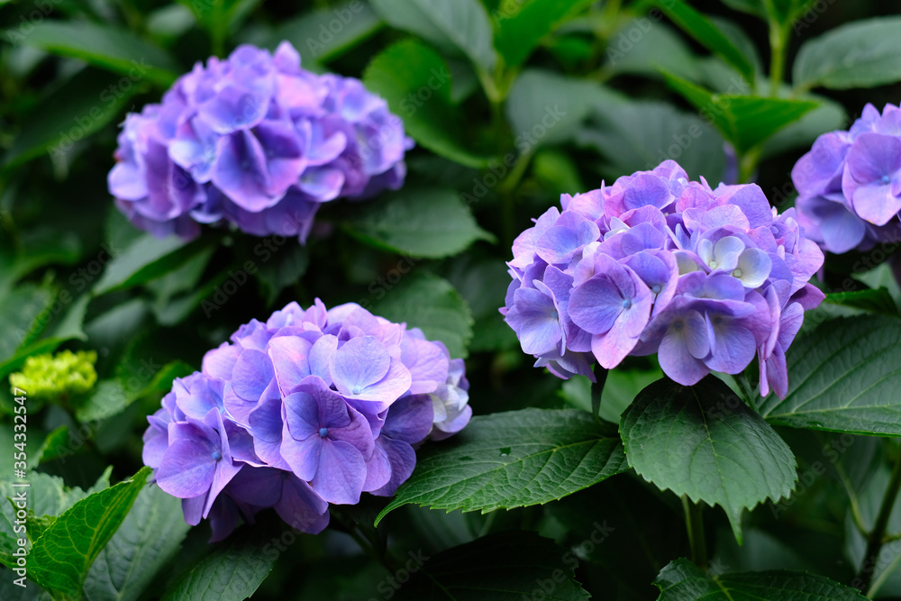 日本の東京都王子の飛鳥山で咲く 紫陽花の紫色の花 日本の東京都王子の飛鳥山で咲く 紫陽花の紫色の花