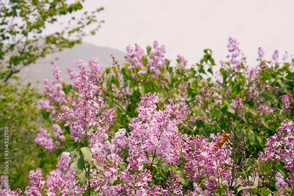 Wild lilac flowers blossom in the national park mountain Rtanj in Eastern Serbia