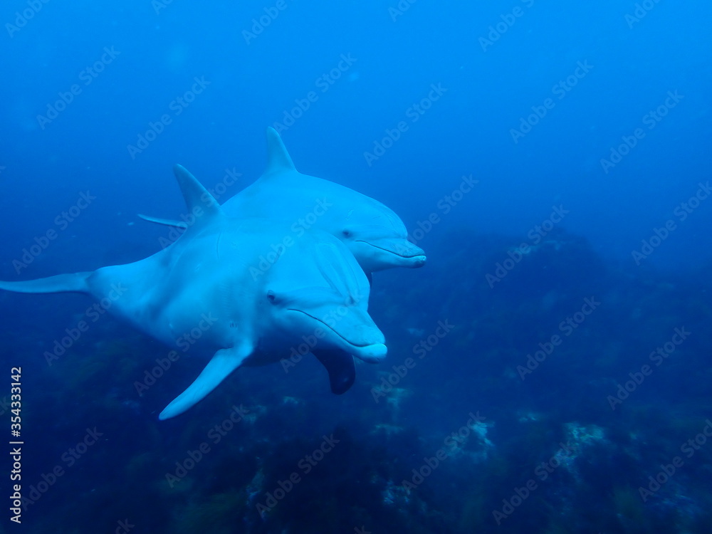 Fototapeta premium イルカ（初島）