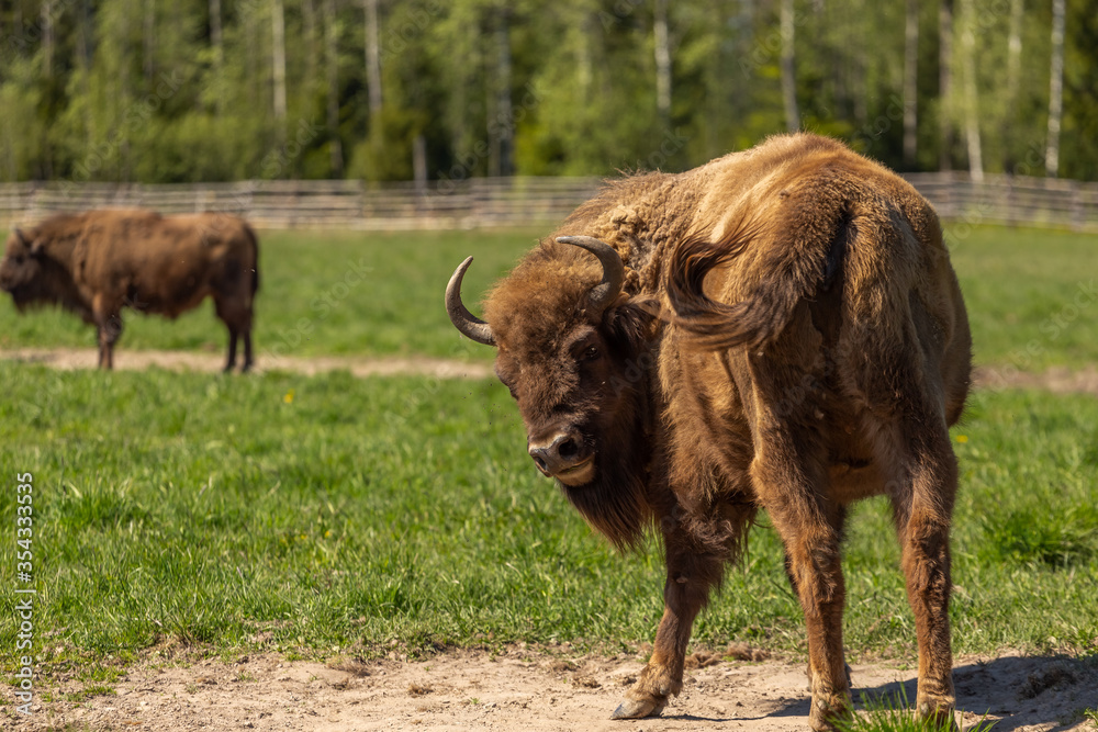 Buffalo surrounded by flies in a green meadow in Sweden national park Buffalo surrounded by flies in a green meadow in Sweden national park